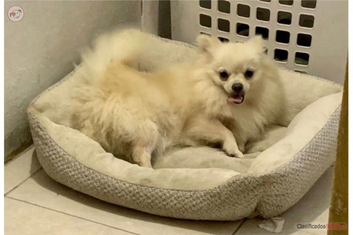Perrito POMERANIAN 5 meses $300 Puerto Rico