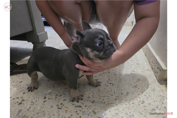 French Bulldog AKC Puerto Rico