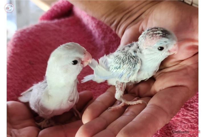 Cotorritas enanas exoticas las ultimas Puerto Rico