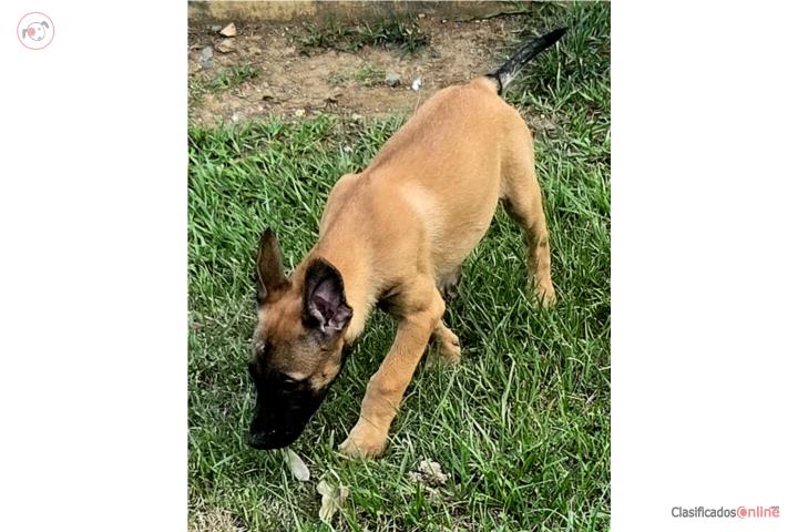 Pastores Belgas Malinois Puerto Rico