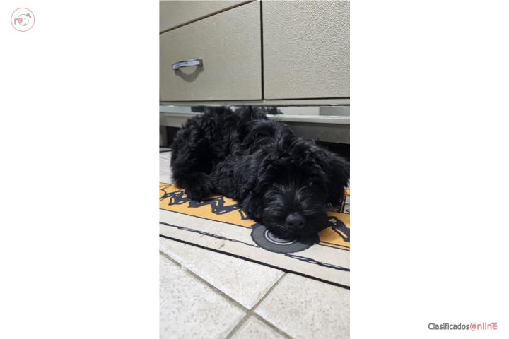 Schnauzer Gigante  Puerto Rico