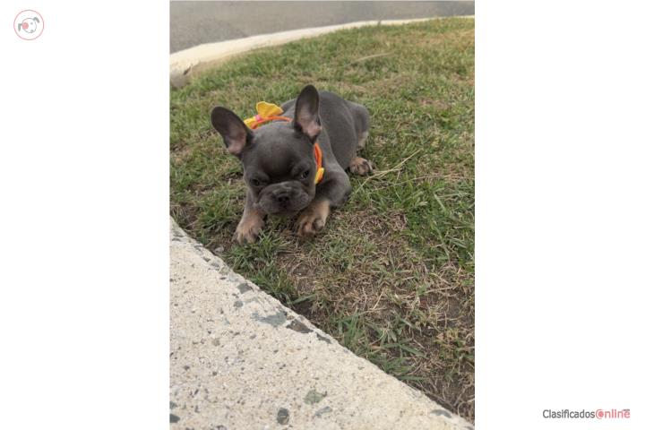 French bulldog hembra  Puerto Rico
