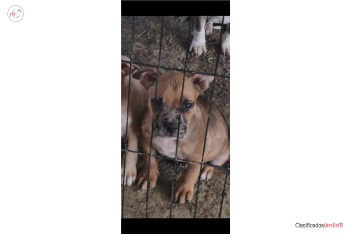 American pitbull tricolor merle  Puerto Rico