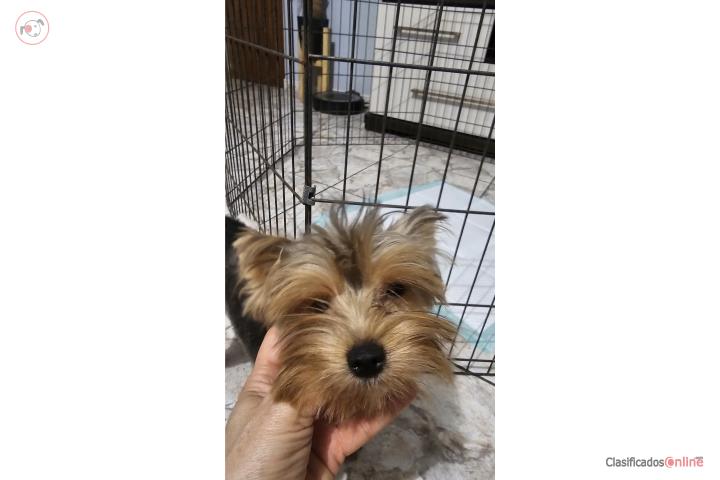 Yorkie toy hembra pura..9 meses Puerto Rico