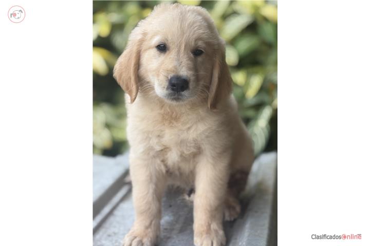 Golden Retriever  Puerto Rico
