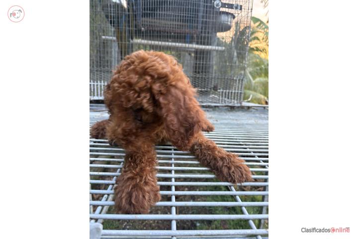 Standard poodle  Puerto Rico