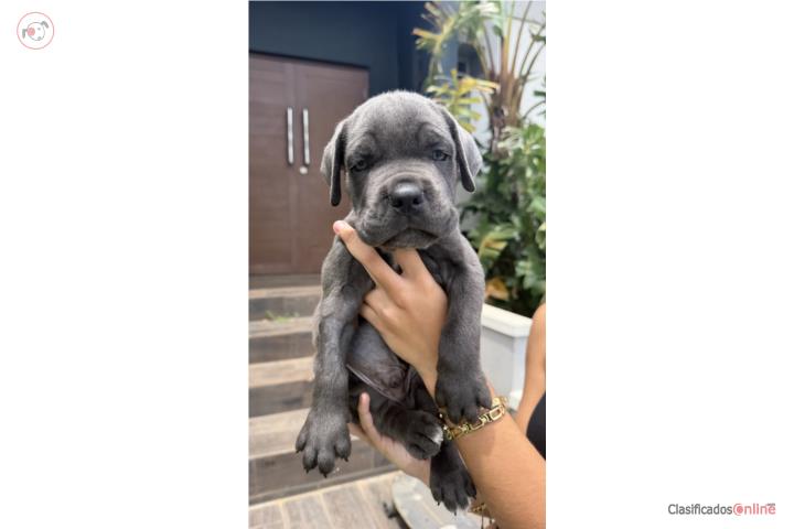 Cane Corsos 1 mes 1200 Puerto Rico