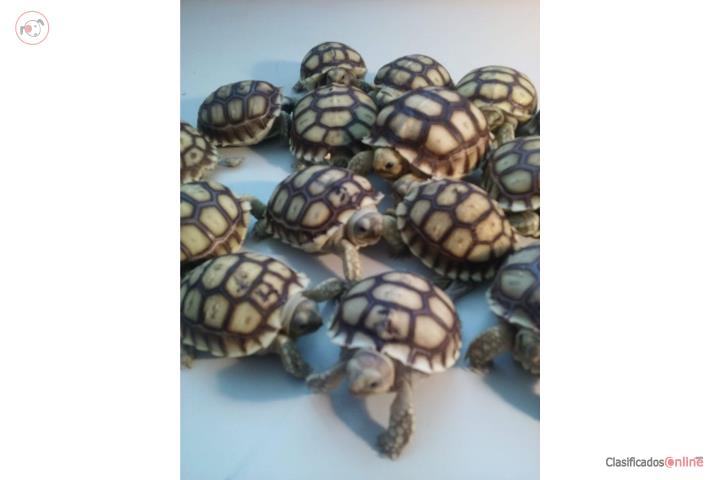 Tortugas terrestres sulcatas nacidas en PR Puerto Rico