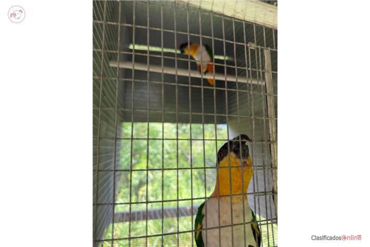 Caique  Puerto Rico