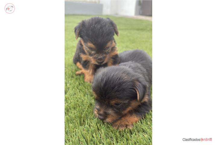 Yorkies Puerto Rico