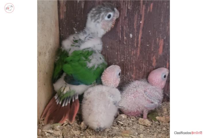 GREENCHECK COTORRA BEBES HAND FEED  Puerto Rico