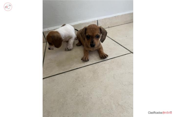 Dachshund  Puerto Rico