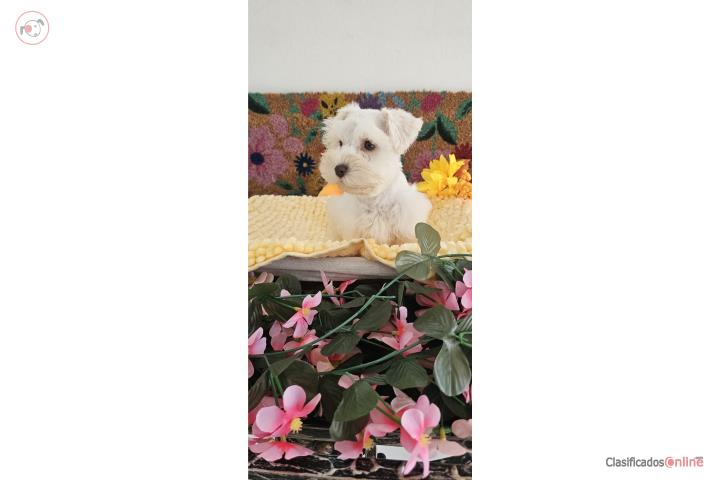 Schnauzers miniatura  Puerto Rico