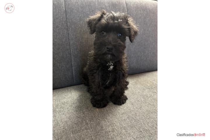 NEW MINI SCHNAUZER TOY MACHO Puerto Rico