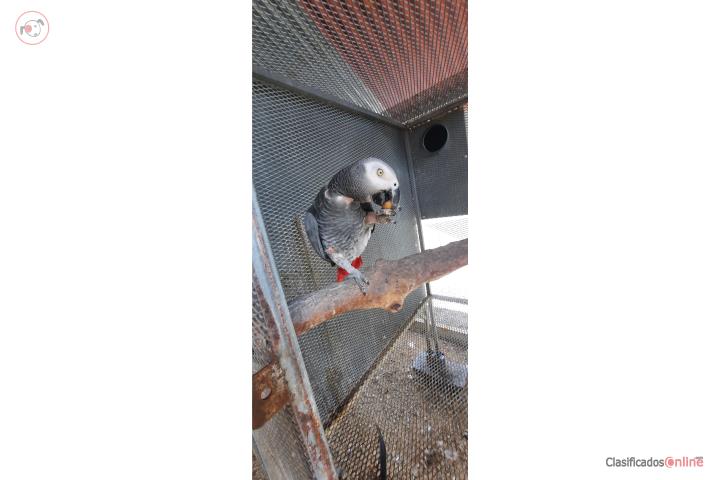 AFRICAN GREY CONGO  Puerto Rico