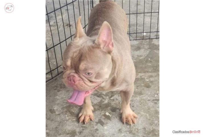 French Bulldog Puerto Rico