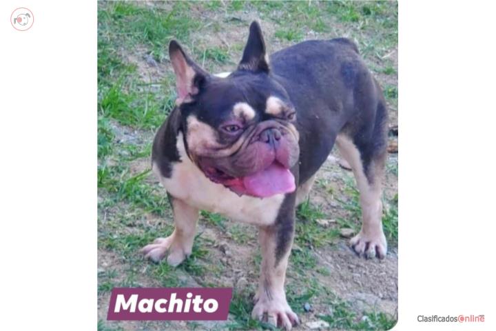 French Bulldog Puerto Rico