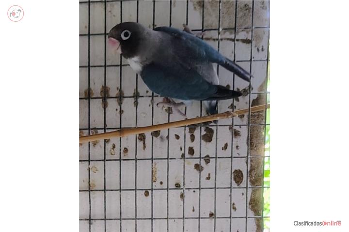 Nigrigenis (Blackcheed) Euwing  Puerto Rico