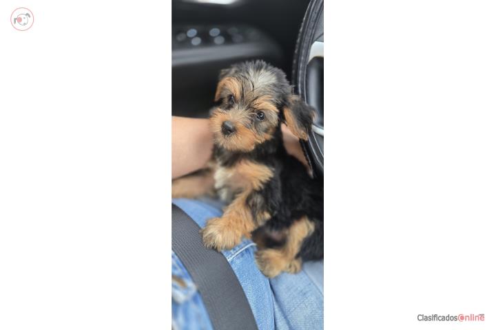 Yorkies Puerto Rico