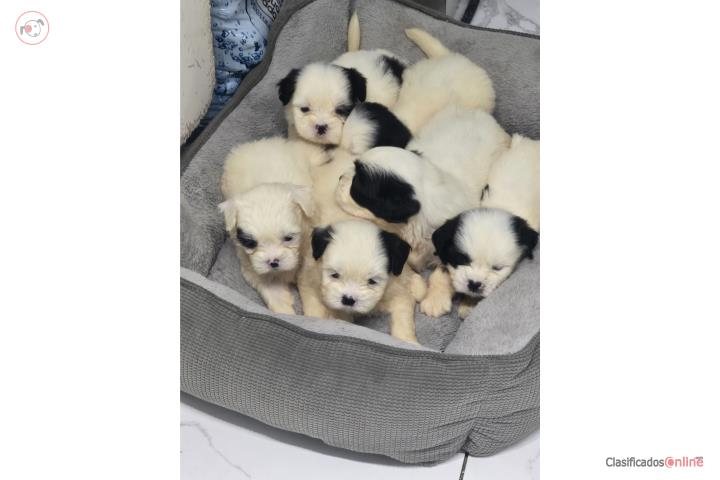 Shihtzu  Puerto Rico