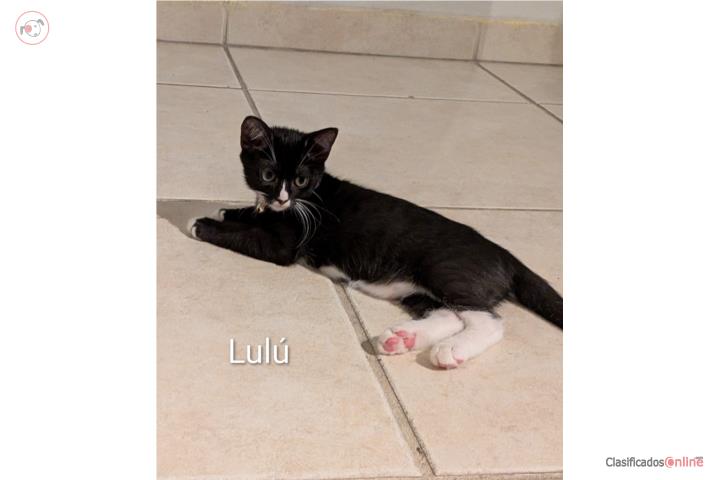 Gatitos rescatados en adopción en Carolina