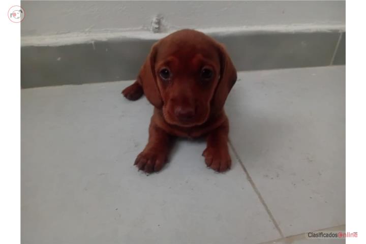 Salchicha macho rednose Puerto Rico