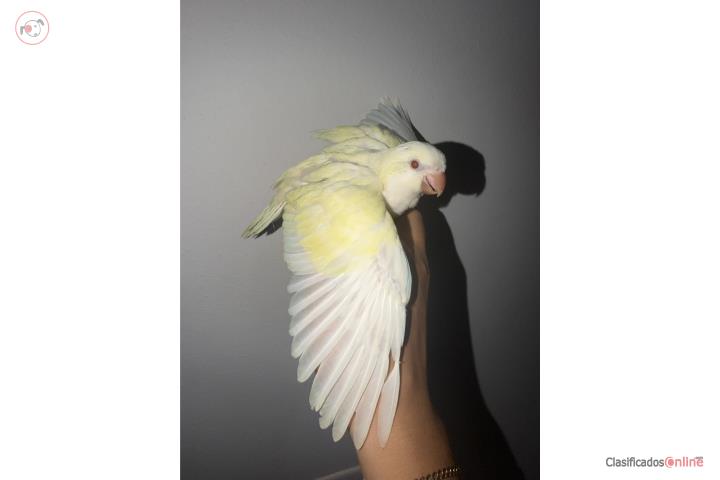 Quaker amarillo crimino bebé  Puerto Rico