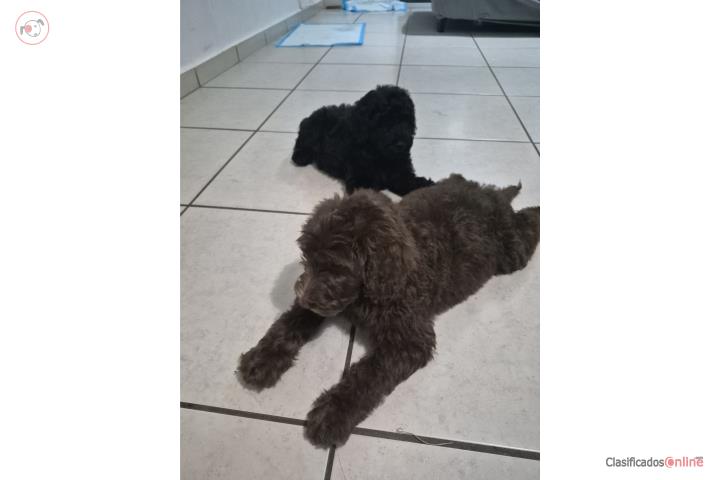 Goldendoodle Puerto Rico