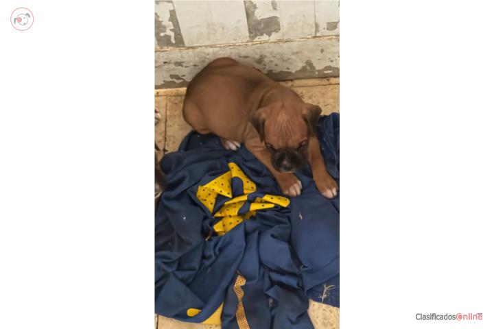 Boxer Hembra Puerto Rico