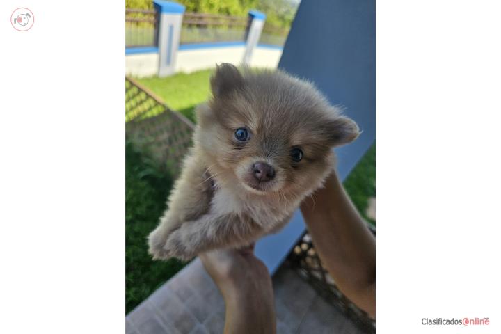 Pomeranian  Puerto Rico