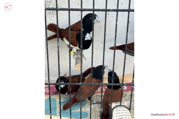 Finches  Puerto Rico