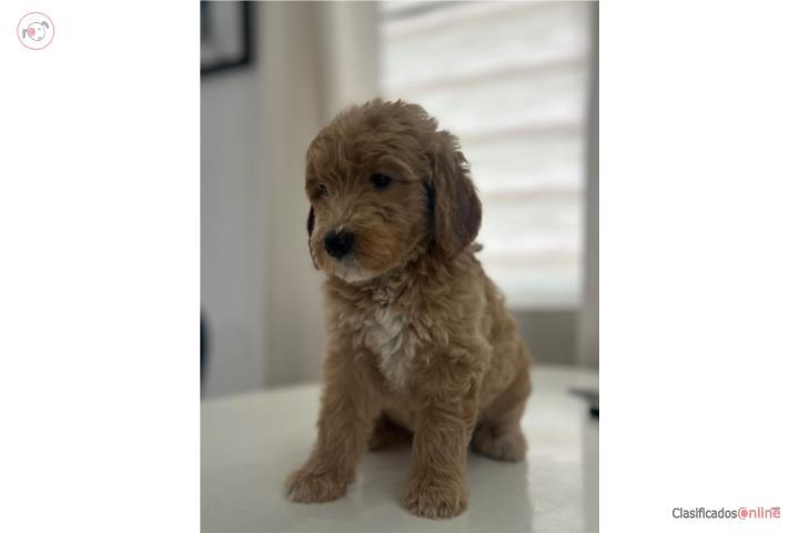 Puppies Goldendoodles Standard  Puerto Rico