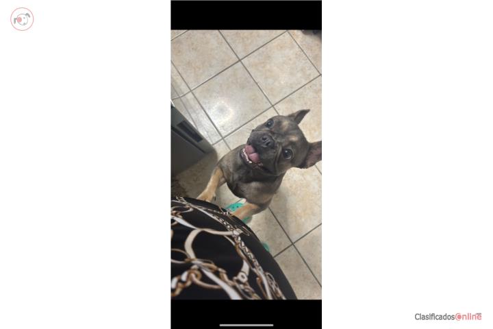 FRENCHIE BULL DOG HEMBRA Puerto Rico