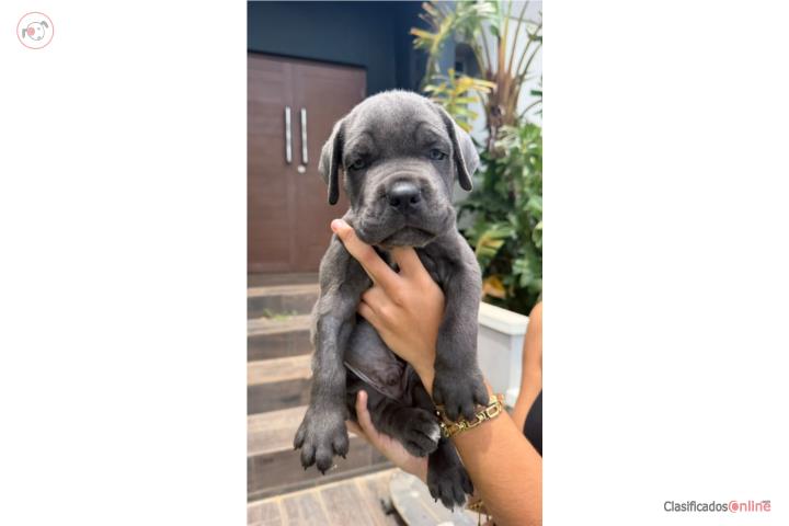 CANE CORSO  Puerto Rico