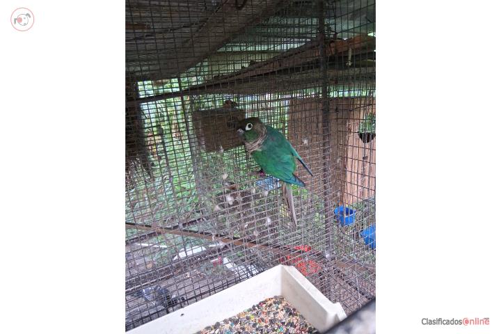Venta de Greencheek turquesa hembra  Puerto Rico