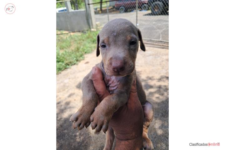 DOBERMAN DIAPONIBLES  Puerto Rico