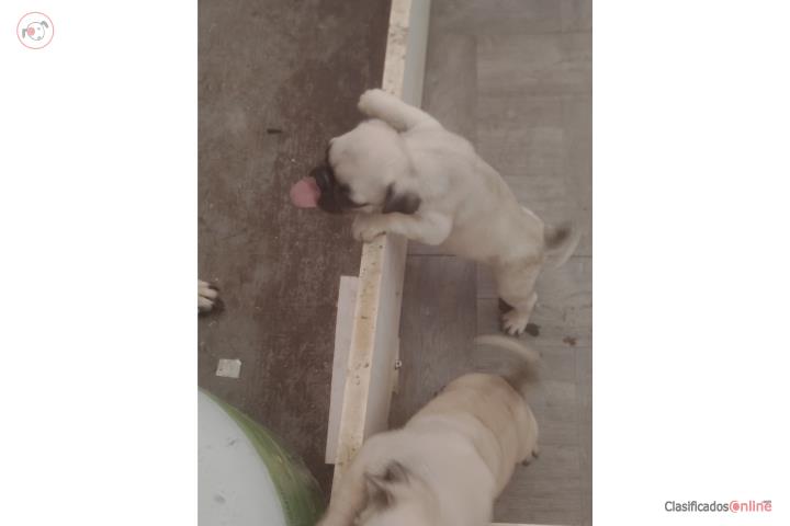 Perra pug en venta Puerto Rico