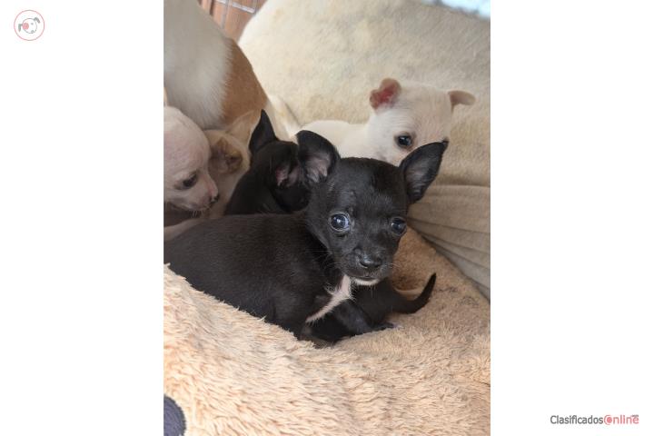 Chihuahua quedan 2 nenes Puerto Rico