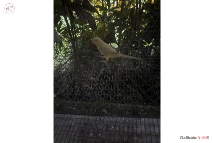 Ringneck 200 Puerto Rico
