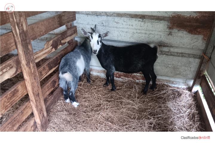 Cabrito enano 3 meses Puerto Rico