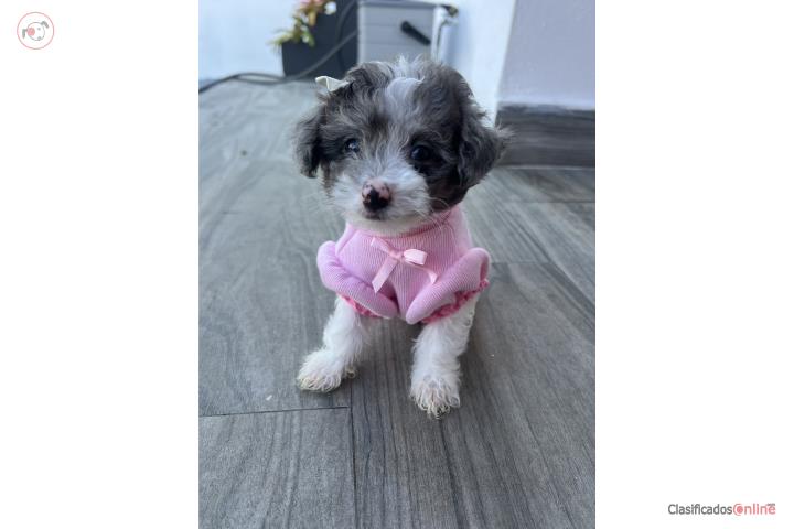 Hermosa nena mini poodle  Puerto Rico