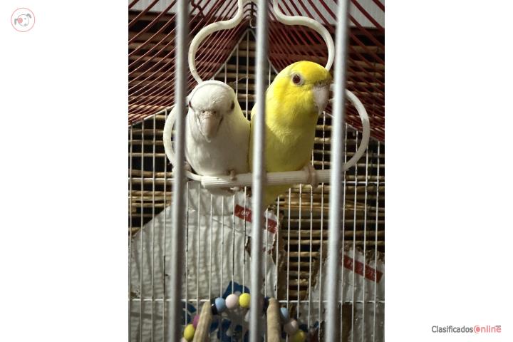 Parrotlets cotorra más pequeña del mundo. Puerto Rico