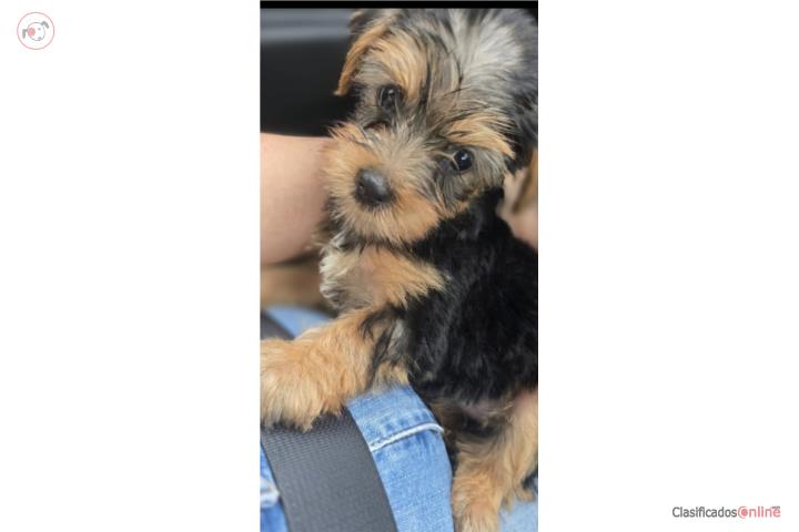 Yorkie  Puerto Rico