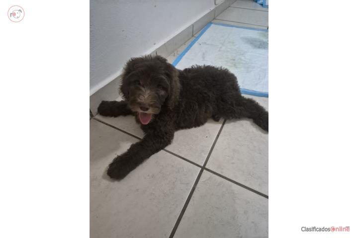 Goldendoodle Puerto Rico