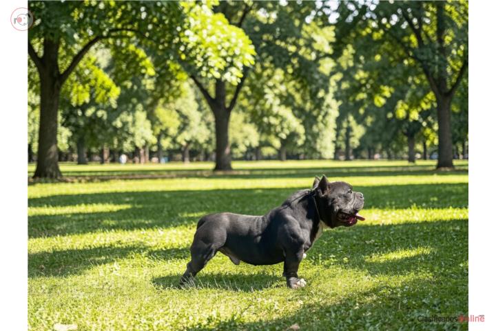 American bully macho  Puerto Rico