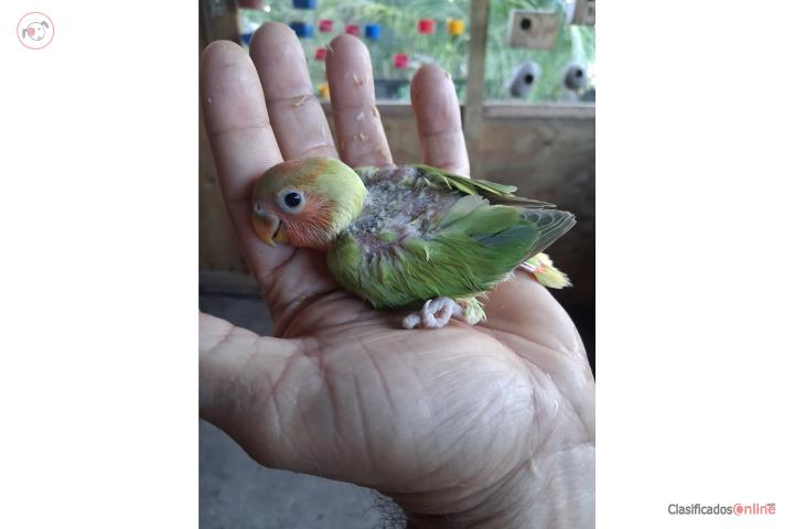 Lovebird para criar a mano opalino Puerto Rico