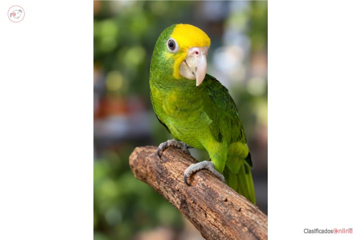 Double yellow head amazon Puerto Rico