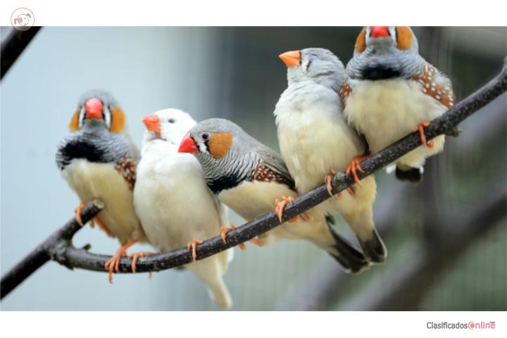 Aves Zebra Finches Ponce Puerto Rico