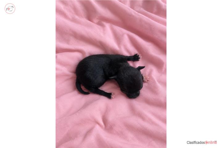 Chihuahua mini toy  Puerto Rico