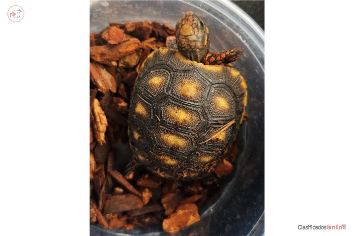 Red foot tortuga Puerto Rico